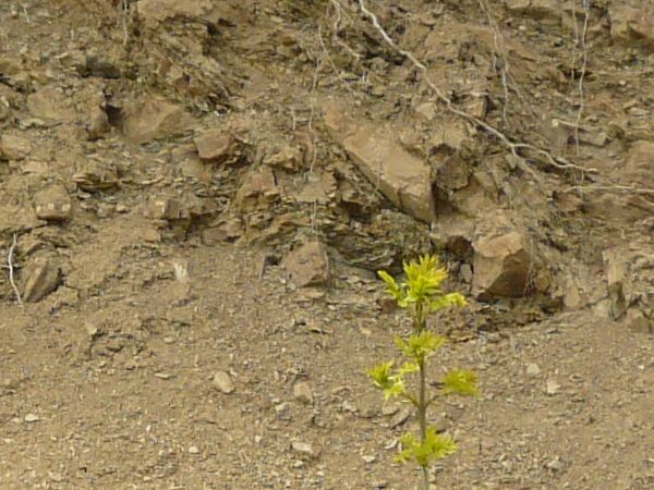 Dirt texture with tangled white roots, severed branches and green foliage